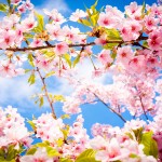 Tavaszi cseresznyevirágzás