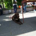 Bonca kutya is várja az újpesti piacon a látogatókat