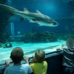 Az angyalföldi klub tropicariumi látogatásán a gyerekek és a felnőttek cápákat néznek