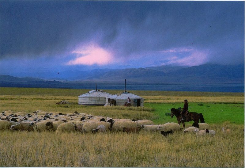 A képen egy mongol síkságon legelésző birkanyáj látható