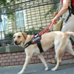 A képen egy vakvezető kutya látható, amint éppen gazdáját vezeti.