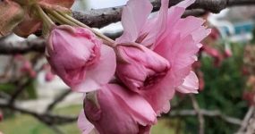 Japán díszcseresznye virágzó ága