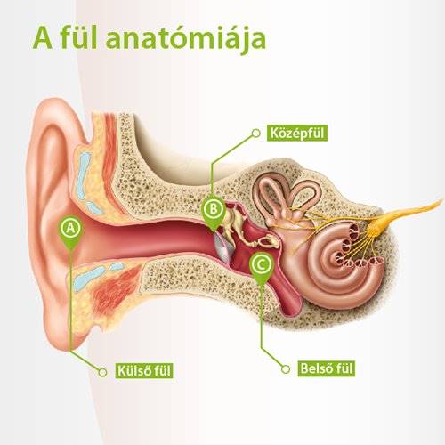 Beszélgetünk a hallásról, a fül anatómiája látható a képen,