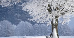 A képen egy hóval borított fa és pad látható.